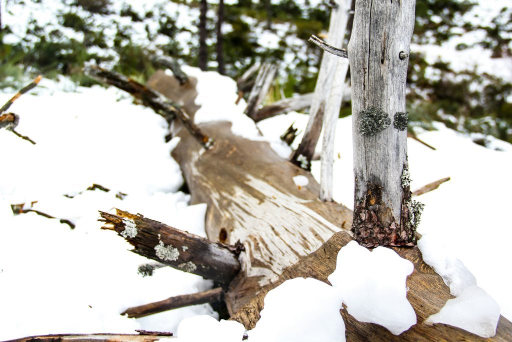 Fallen tree with Snow in Serra da Estrela Weather alert