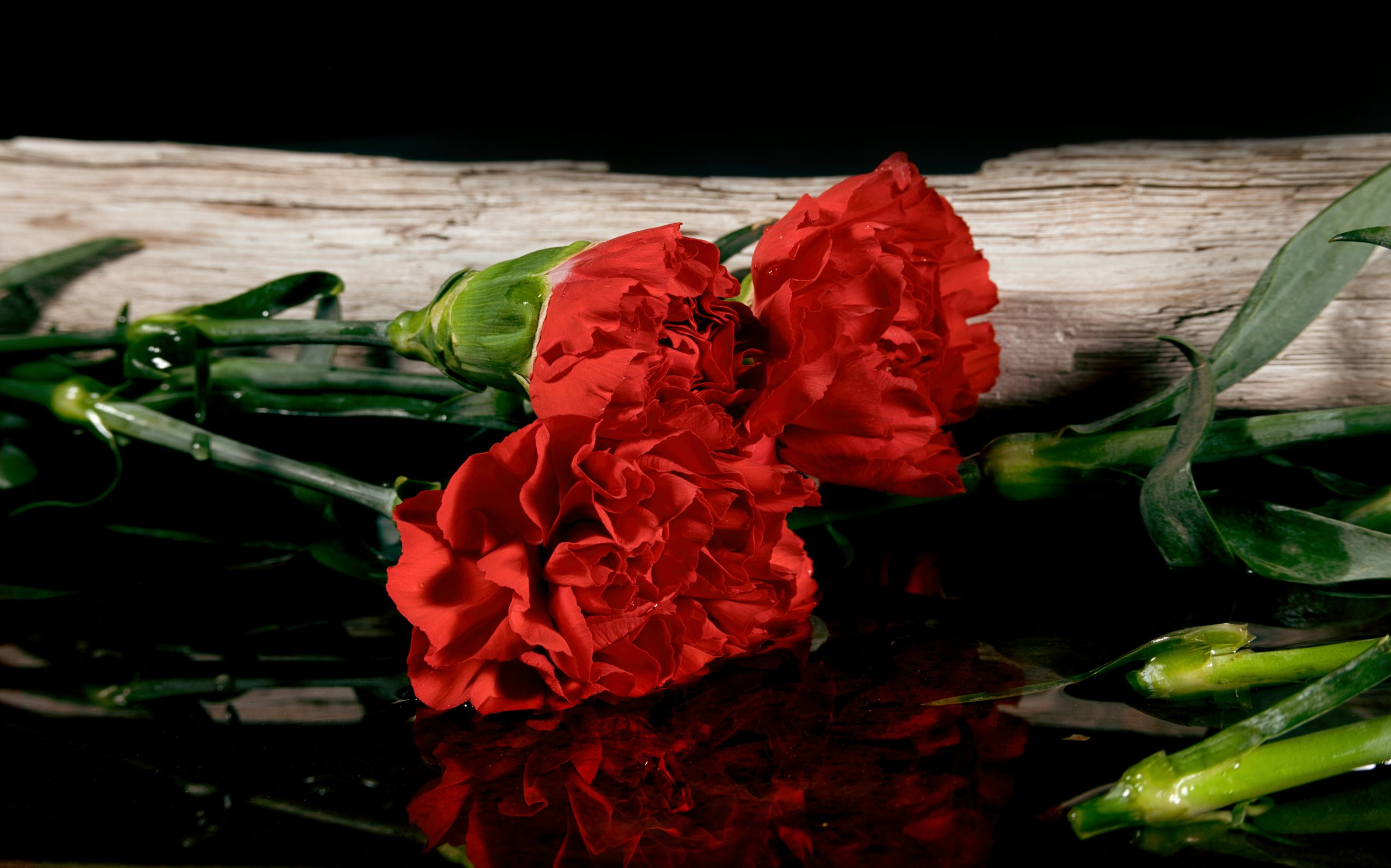 Red Carnations Flowers