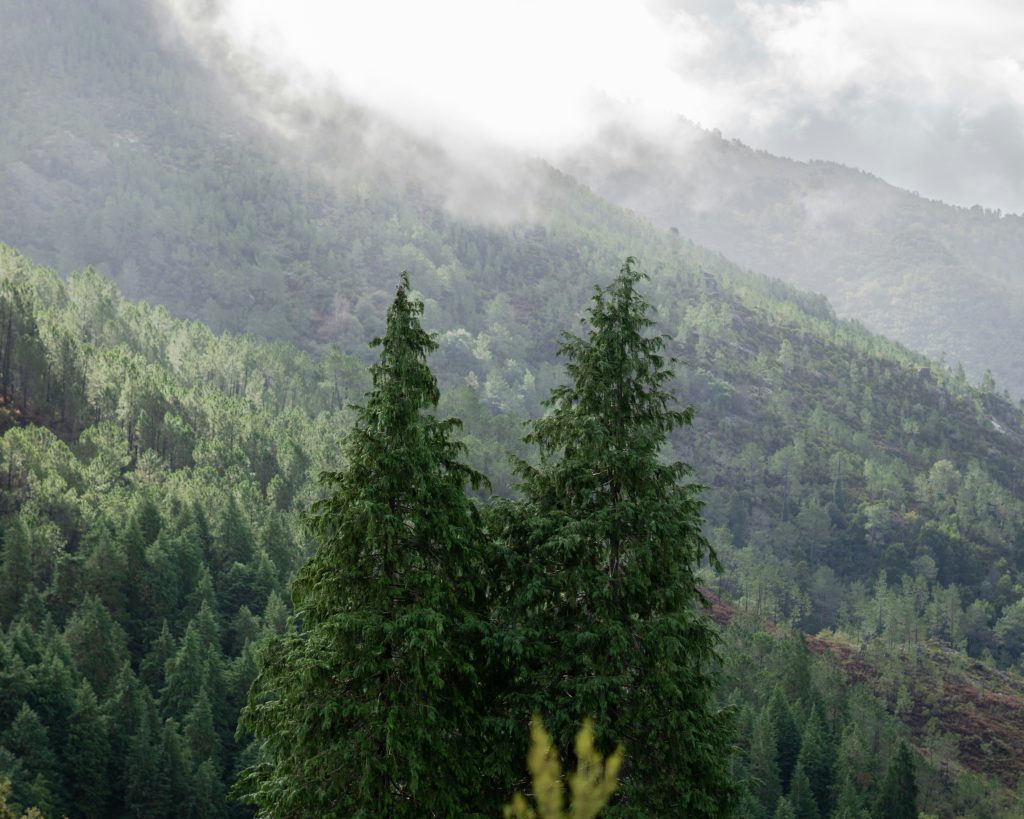 Trees in Gerês. One of the origins of pollen in portugal