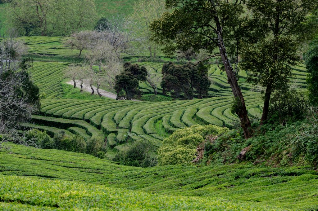 a lush green hillside covered in lots of trees in São Miguel