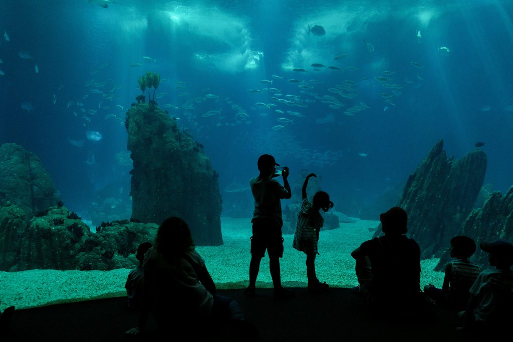 Children visiting Lisbon Oceanarium, popular activity during children day in Portugal